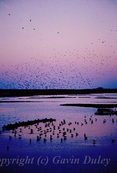 Dusk, Titchwell Marsh RSPB Reserve.jpg